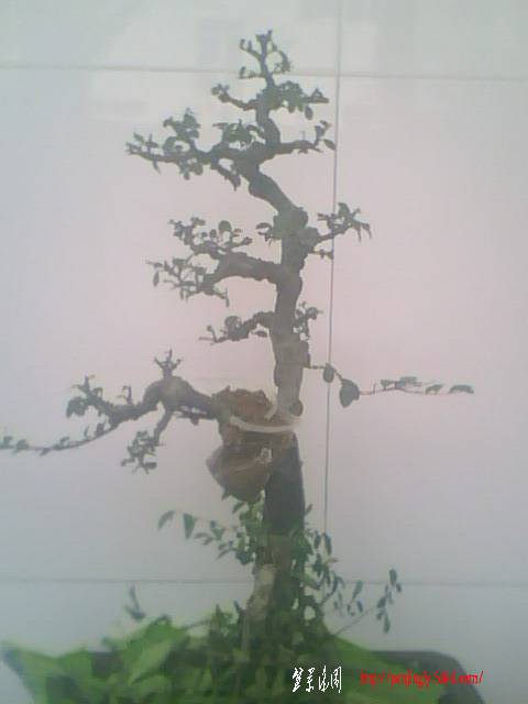 IMG0911A.jpg