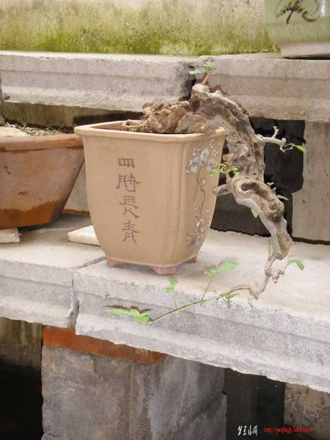 SDC11467.JPG
