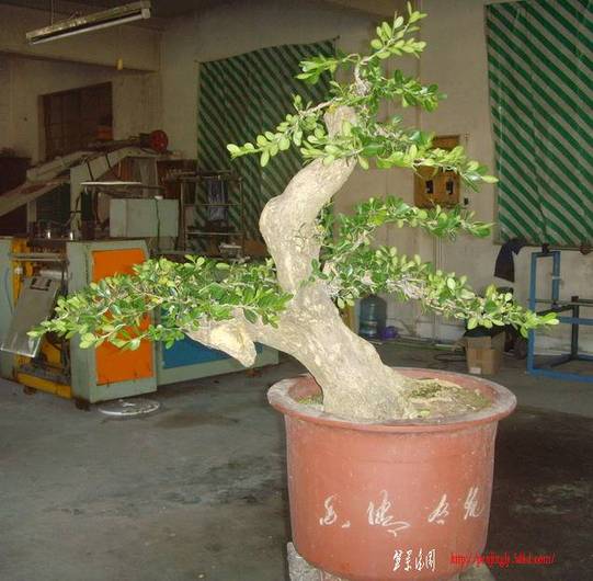 SNV34594.jpg