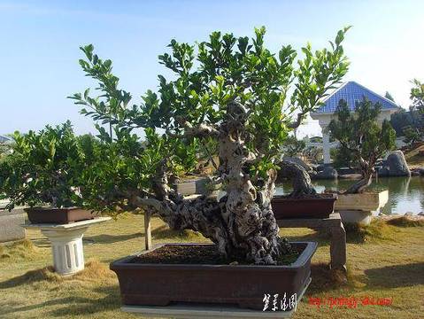 SSL26635.JPG
