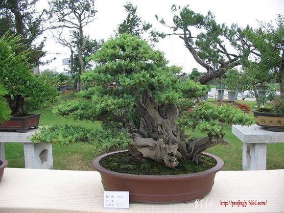 Ƭ 025.jpg