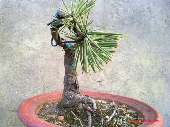 20100811805.jpg