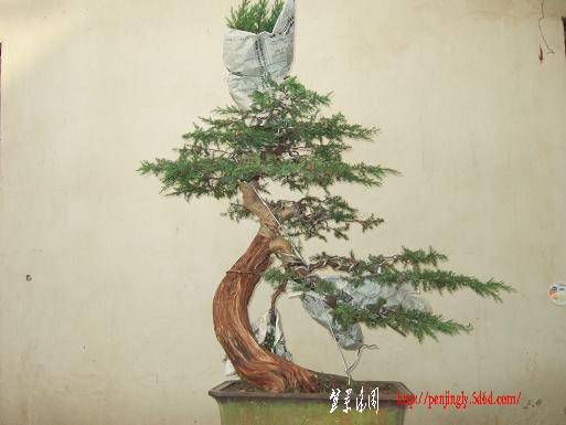 DSCF5242.JPG