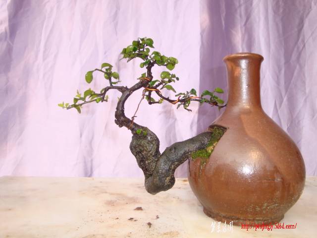 DSC02386.JPG