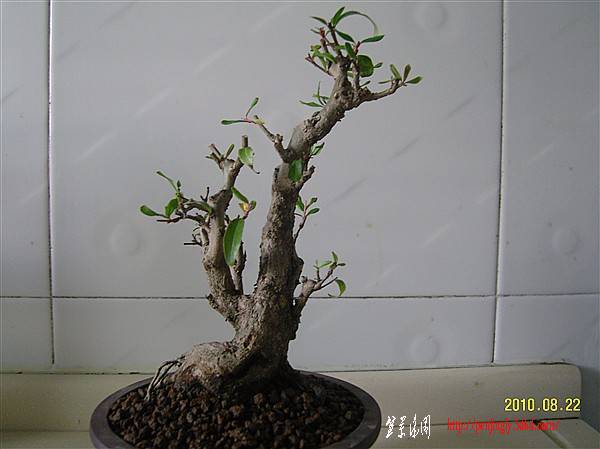 SNC10028_.jpg