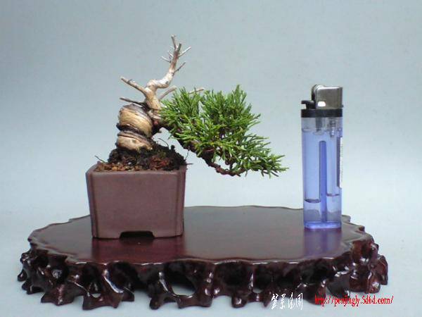 minibonsai1000-img600x450-1282464003ca3a0178.jpg