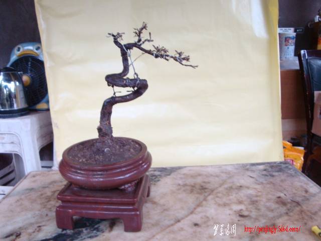 DSC03106.JPG