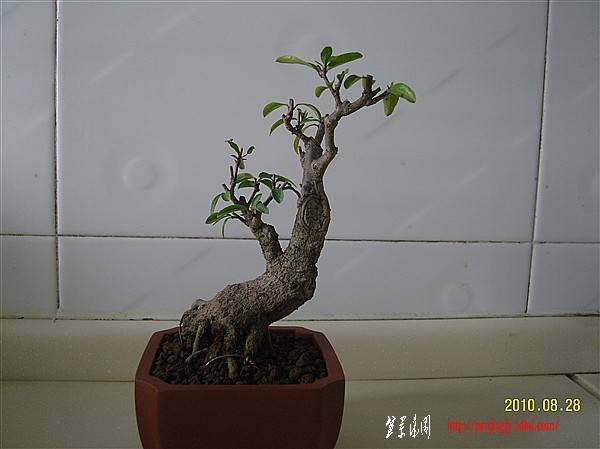 SNC10033_.jpg