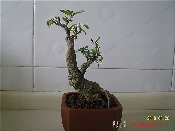 SNC10034_.jpg