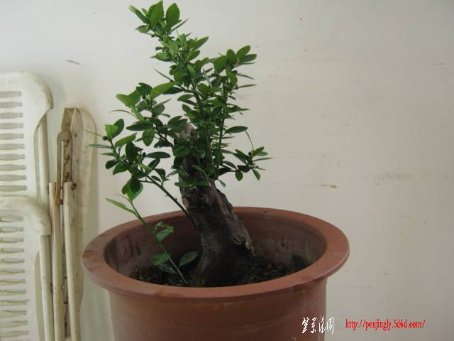 Ƭ 008.jpg