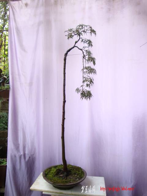 DSC03040.JPG