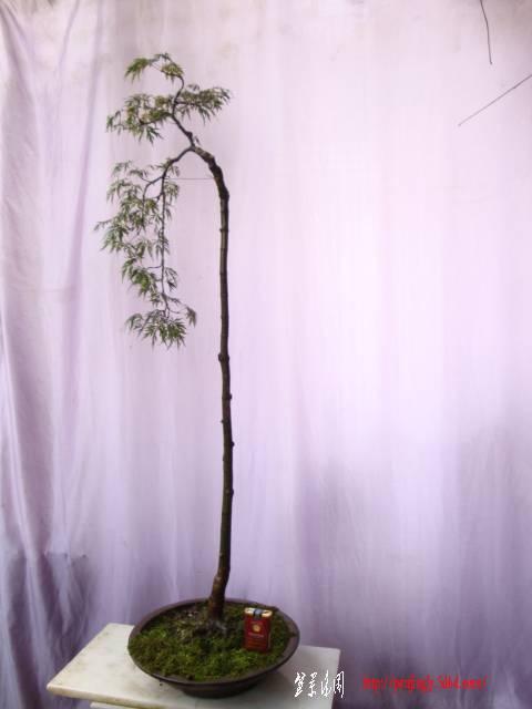 DSC03042.JPG