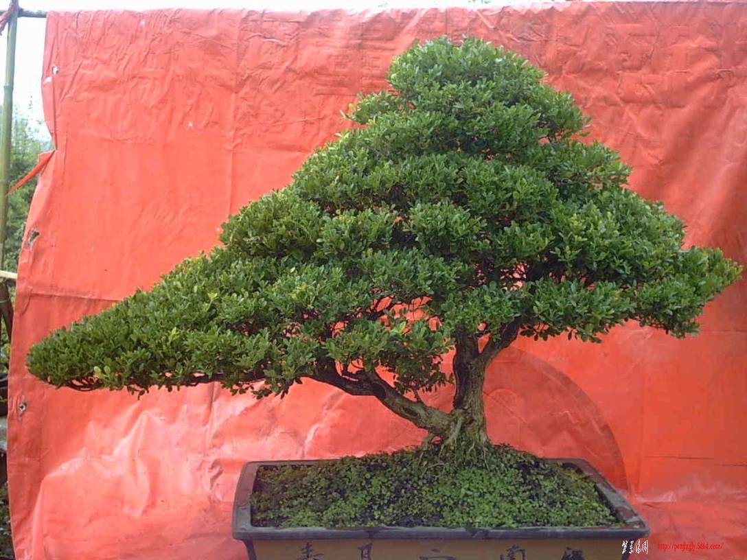 Img00006.jpg