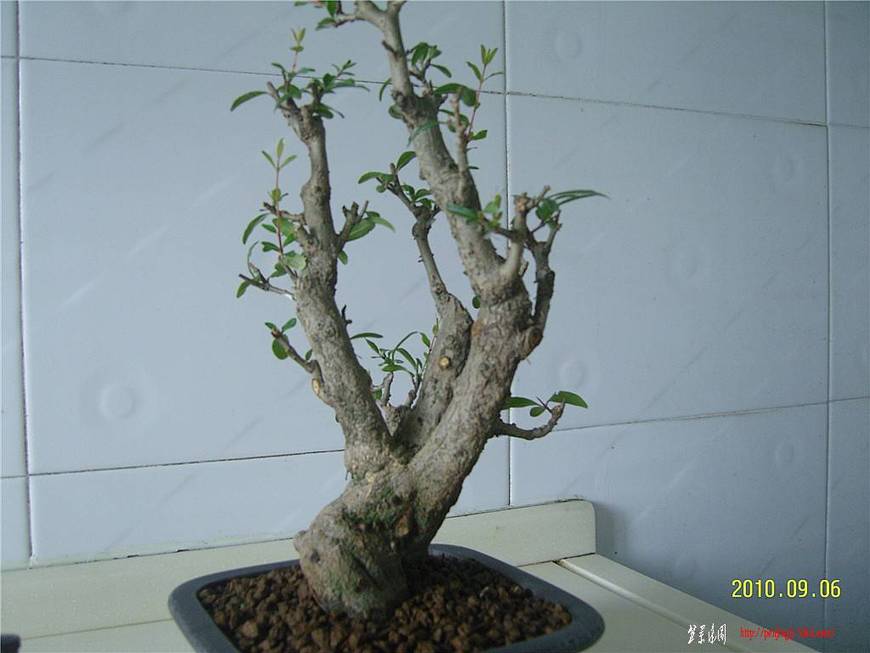 SNC10049_.jpg