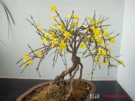 2009.01.15.15.32.35.03.jpg