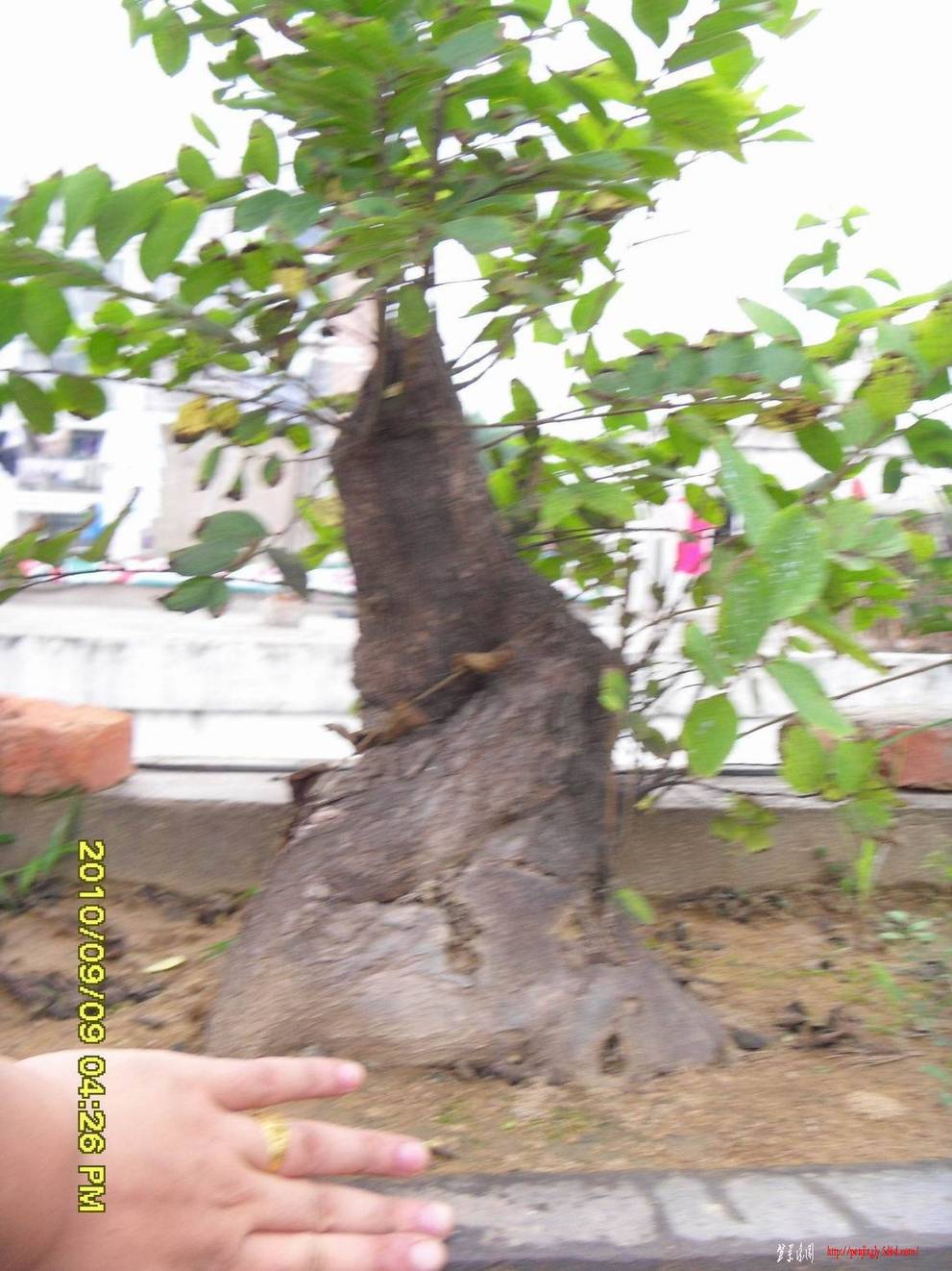 SDC11677.JPG