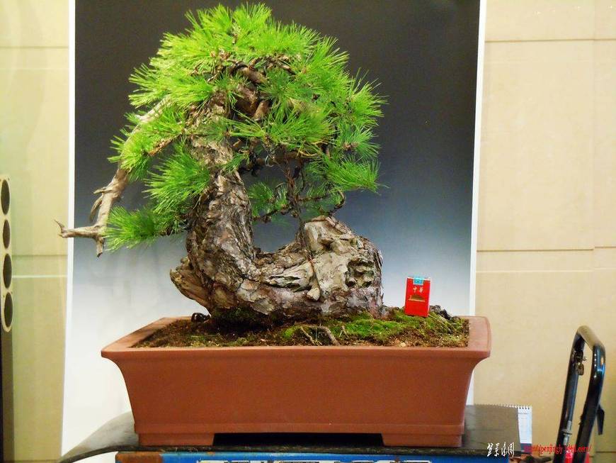 DSCN2203.JPG