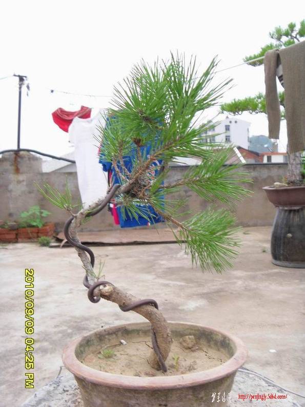 SDC11675.JPG