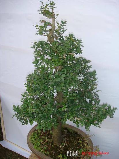 DSC06501.JPG
