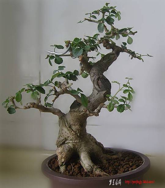 SNC10060_.jpg