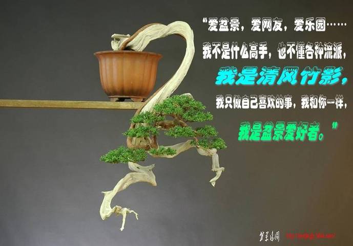 18juniperus%20chinensis,%20shimpaku,%20chuhin,%20po_conew1.jpg