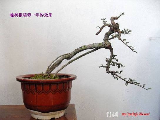SDC12875.jpg