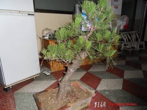 SDC12623.JPG
