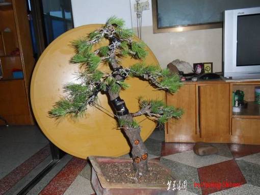 SDC12627.JPG