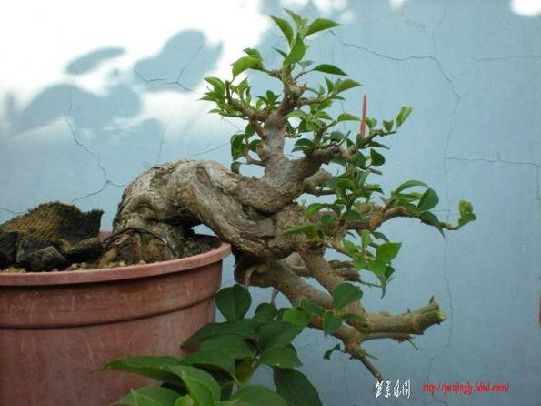 DSCN1510.jpg