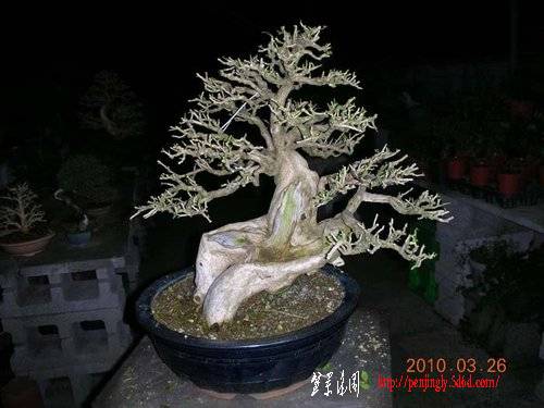 ap_F23_20100401114330484.jpg