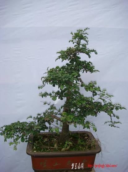 DSC06627.JPG