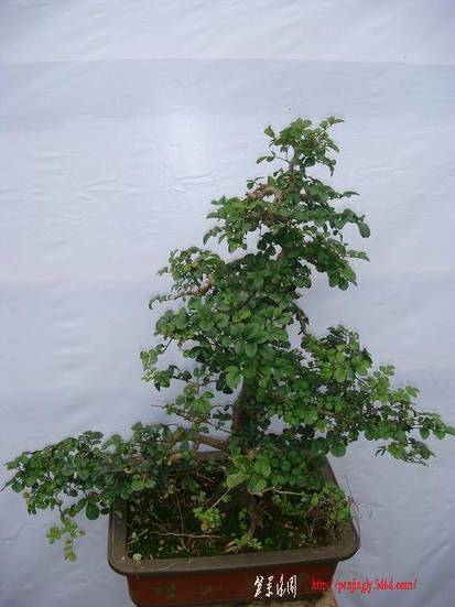 DSC06629.JPG