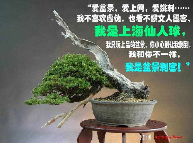 8picea%20glehnii,%20ezomatsu,%20chuhin_po_conew1.jpg