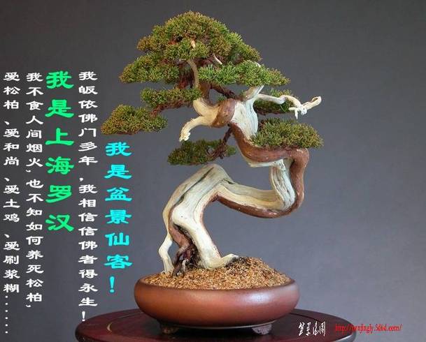 24juniperus%20chinensis,%20shinpaku,%20chuhin%20po_conew1.jpg