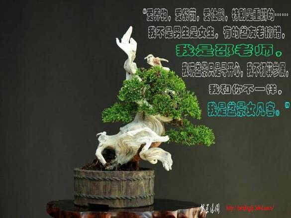 8juniperus%20chinensis,%20shinpaku,%20shohin_po_conew2.jpg