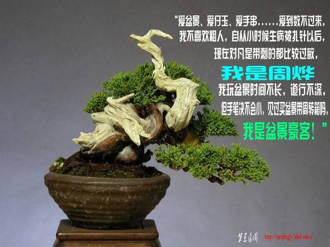2juniperus%20chinensis,%20shinpaku,%20shohin_po_conew3.jpg