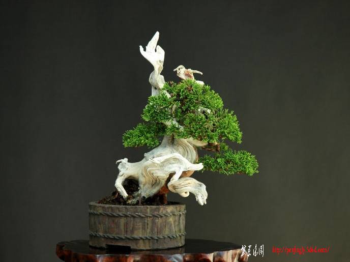 8juniperus%20chinensis,%20shinpaku,%20shohin_po.jpg