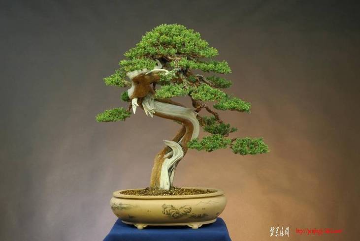 14juniperus%20procumbens,%20sonare,%20dai%20po.jpg