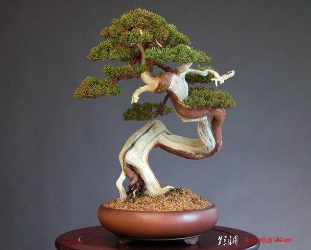 24juniperus%20chinensis,%20shinpaku,%20chuhin%20po.jpg