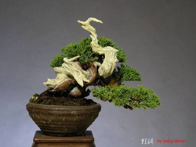 2juniperus%20chinensis,%20shinpaku,%20shohin_po.jpg