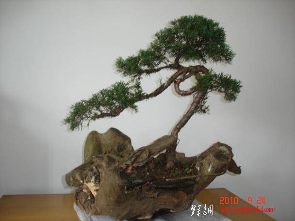 С���1 (2).JPG