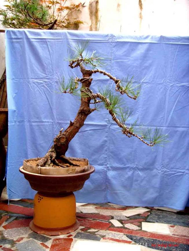 SDC11574.JPG