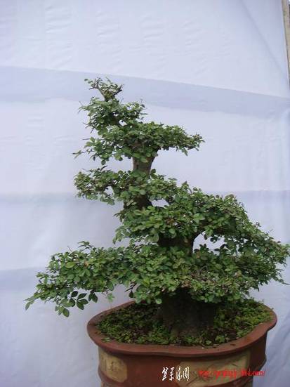 DSC06835.JPG