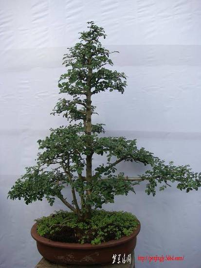 DSC06700.JPG