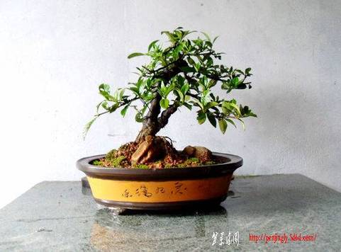 SDC12952.jpg