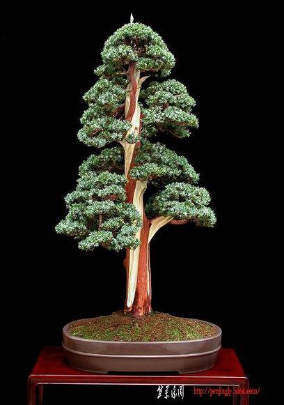 dan_barton_gallery_corkscrew_juniper.jpg