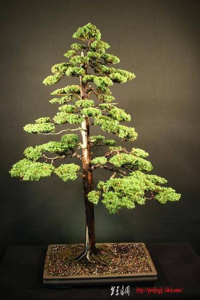 ed_formal_juniper.jpg