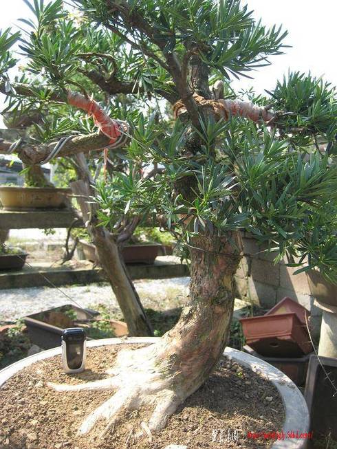 2010�辰��Ƭ(3) 007.jpg