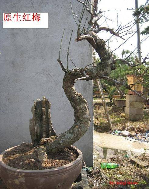 2010�辰��Ƭ(3) 008.jpg