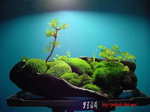 20081227042528.jpg